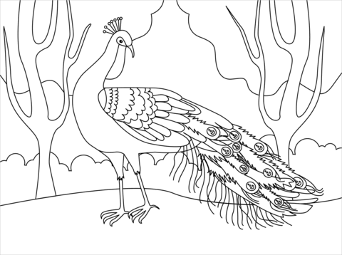 Desenho de Pavão para imprimir