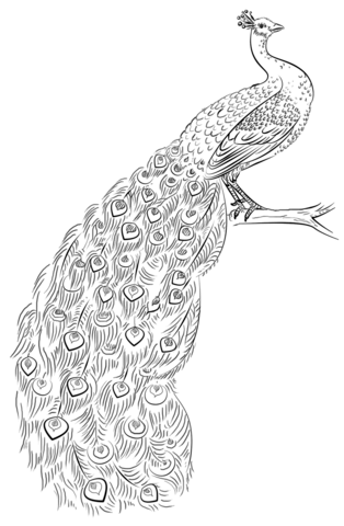 Desenho de Pavão para imprimir