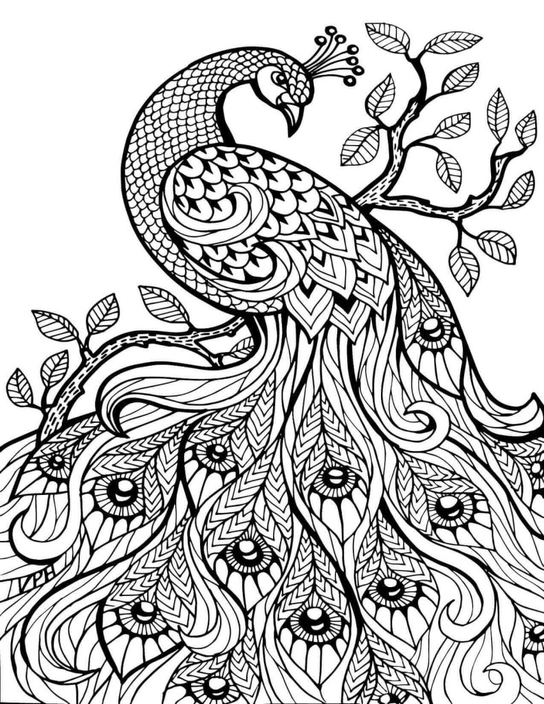 Desenho de Pavão para imprimir