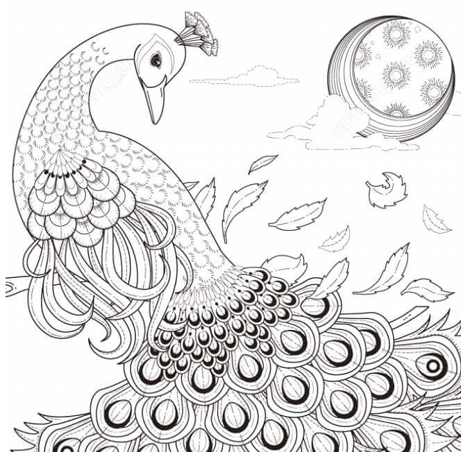 Desenho de Pavão para imprimir