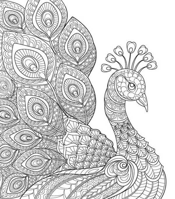 Desenho de Pavão para imprimir