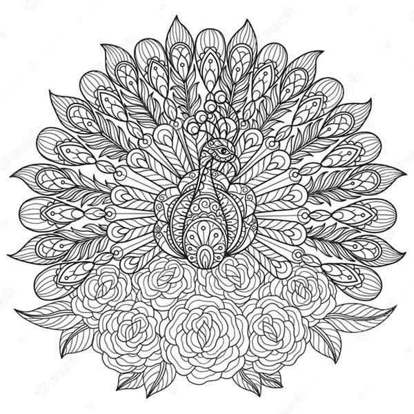Desenho de Pavão para imprimir