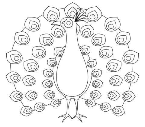 Desenho de Pavão para imprimir