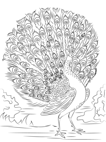 Desenho de Pavão para imprimir