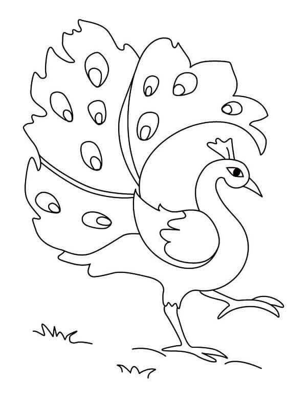 Desenho de Pavão para imprimir
