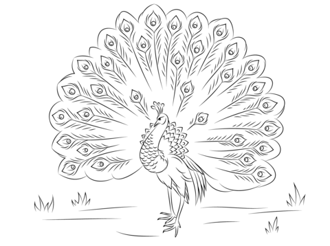Desenho de Pavão para imprimir