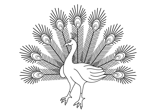 Desenho de Pavão para imprimir