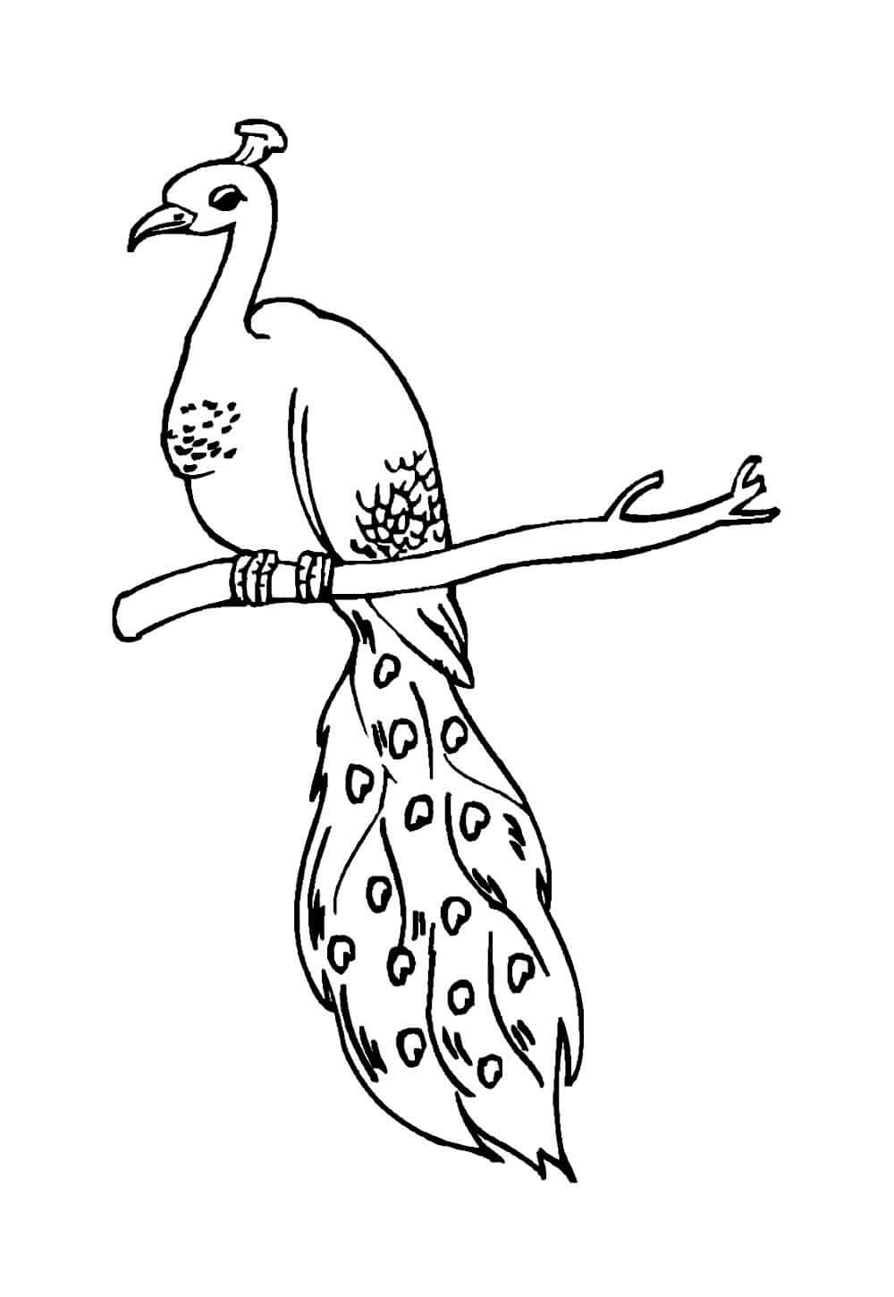 Desenho de Pavão para imprimir