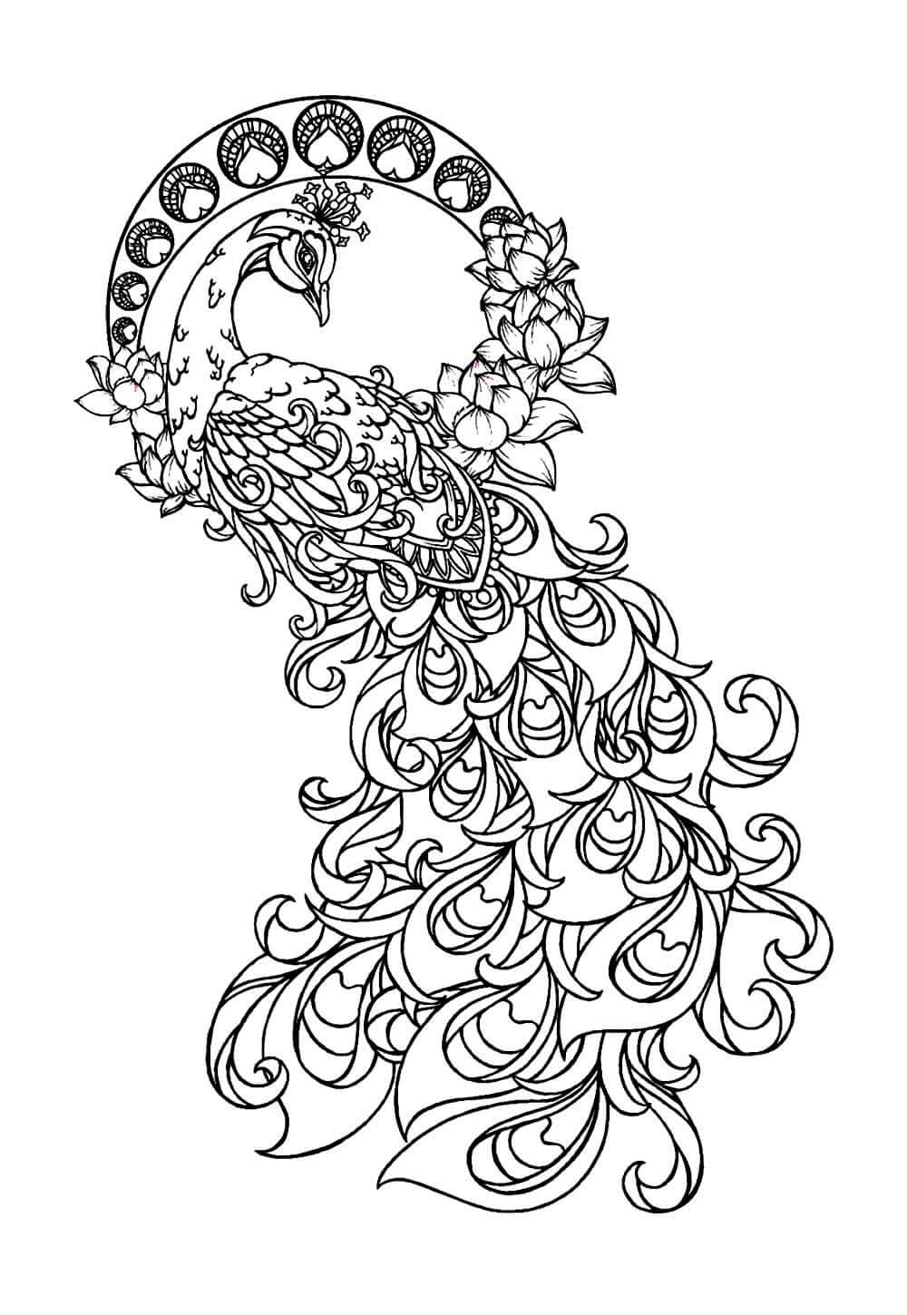 Desenho de Pavão para imprimir