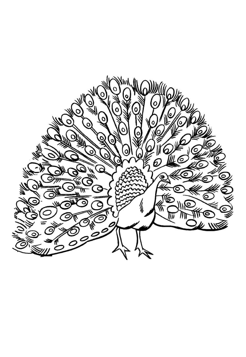 Desenho de Pavão para imprimir