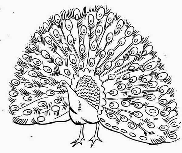 Desenho de Pavão para imprimir