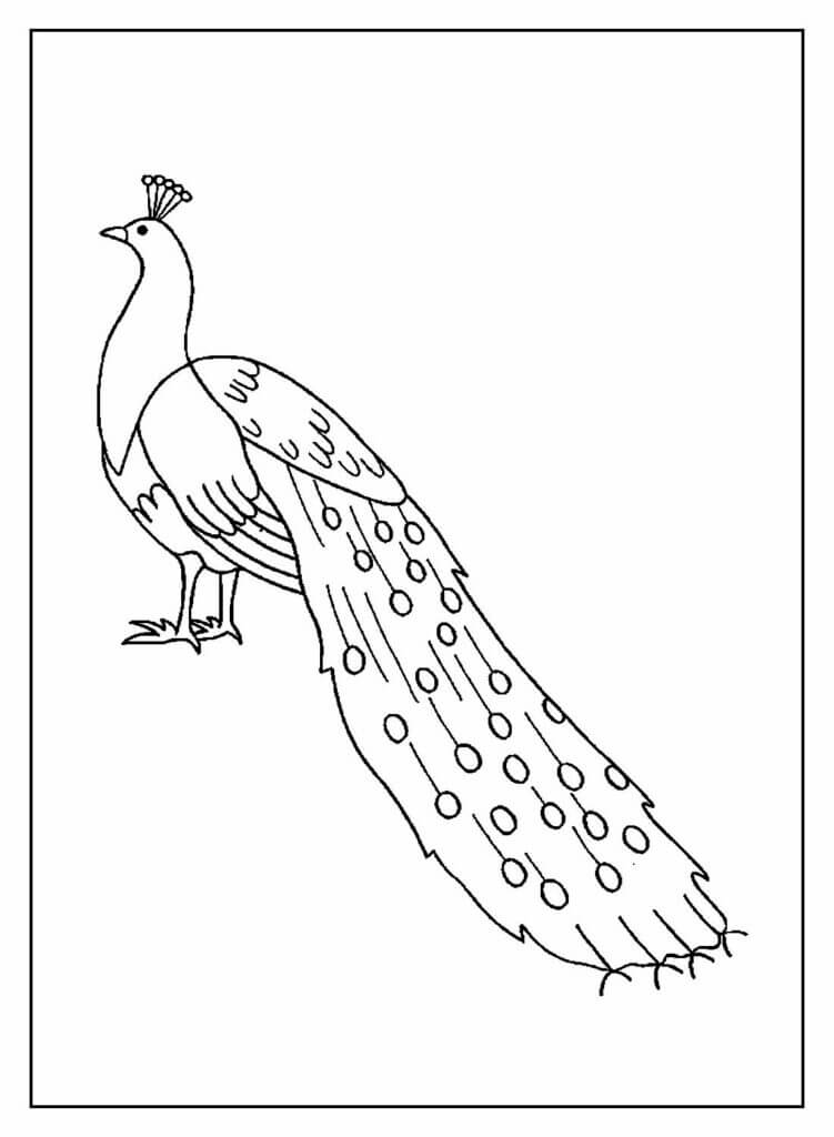 Desenho de Pavão para imprimir