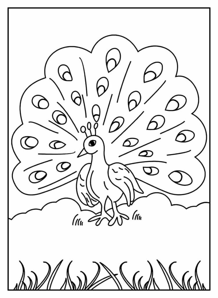 Desenho de Pavão para imprimir