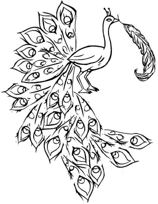 Desenho de Pavão para imprimir