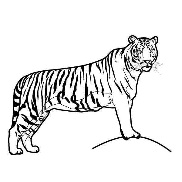 Desenho de Tigre para imprimir