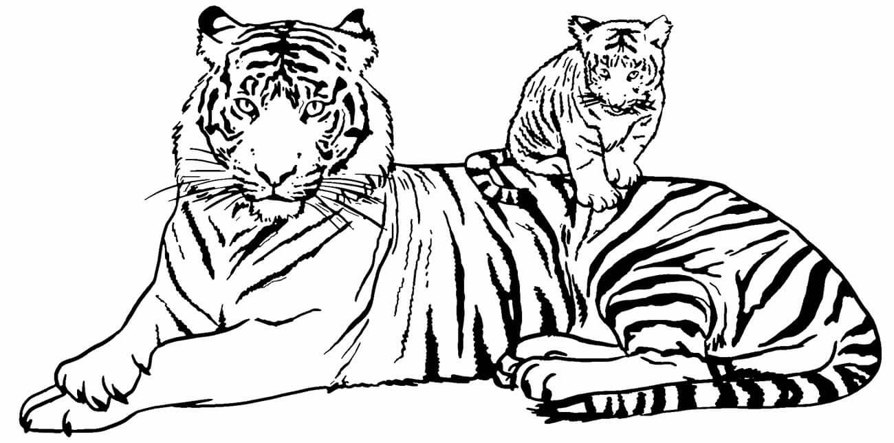 Desenho de Tigre para imprimir