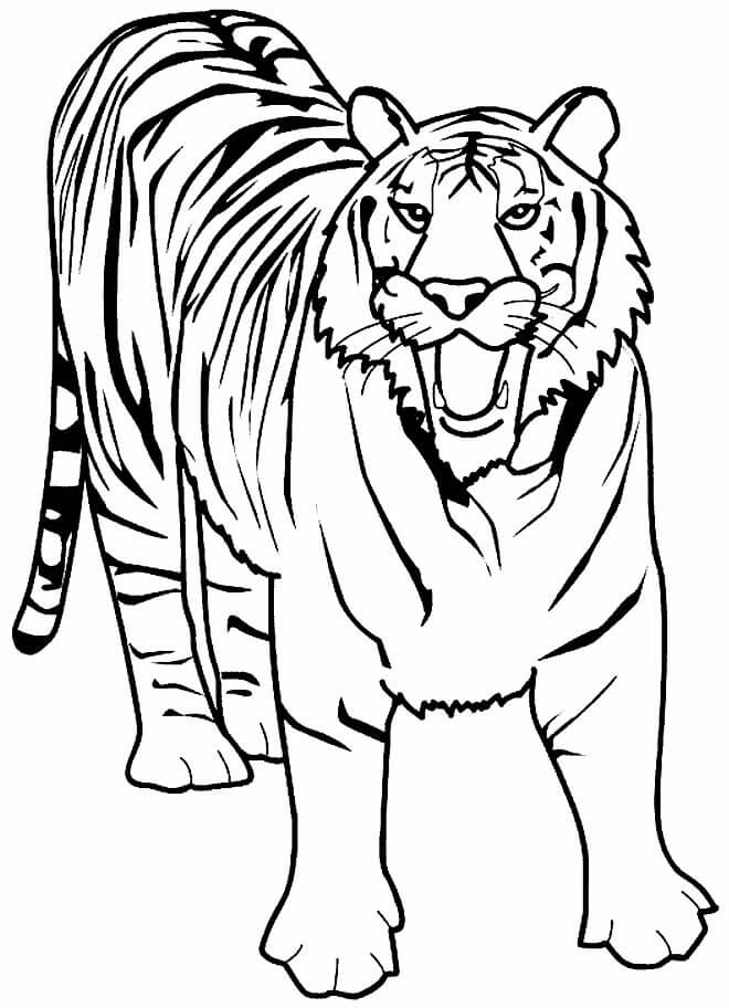 Desenho de Tigre para imprimir