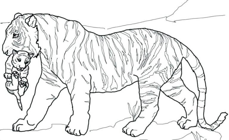 Desenho de Tigre para imprimir