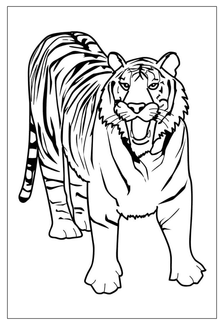 Desenho de Tigre para imprimir