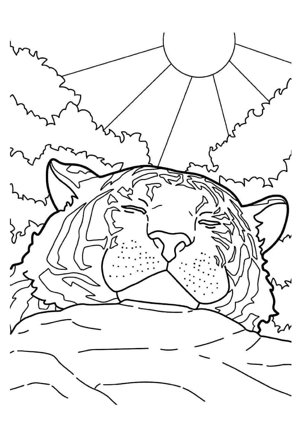 Desenho de Tigre para imprimir