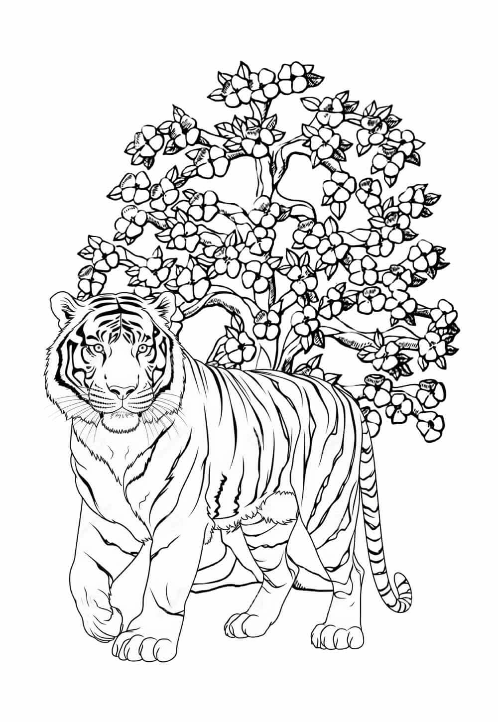 Desenho de Tigre para imprimir