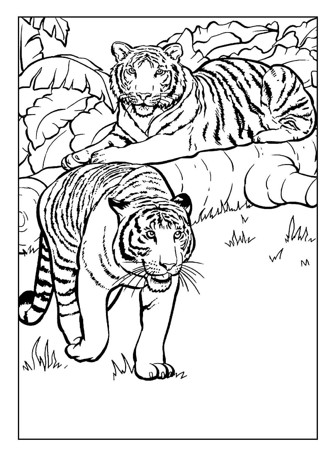 Desenho de Tigre para imprimir
