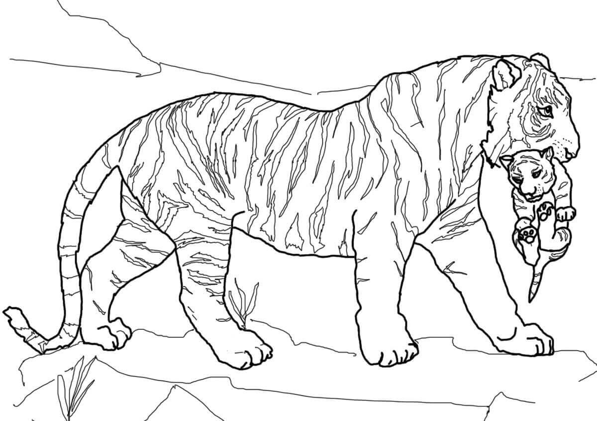 Desenho de Tigre para imprimir