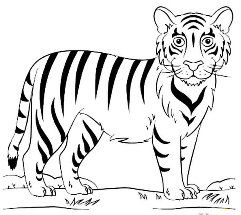 Desenho de Tigre para imprimir