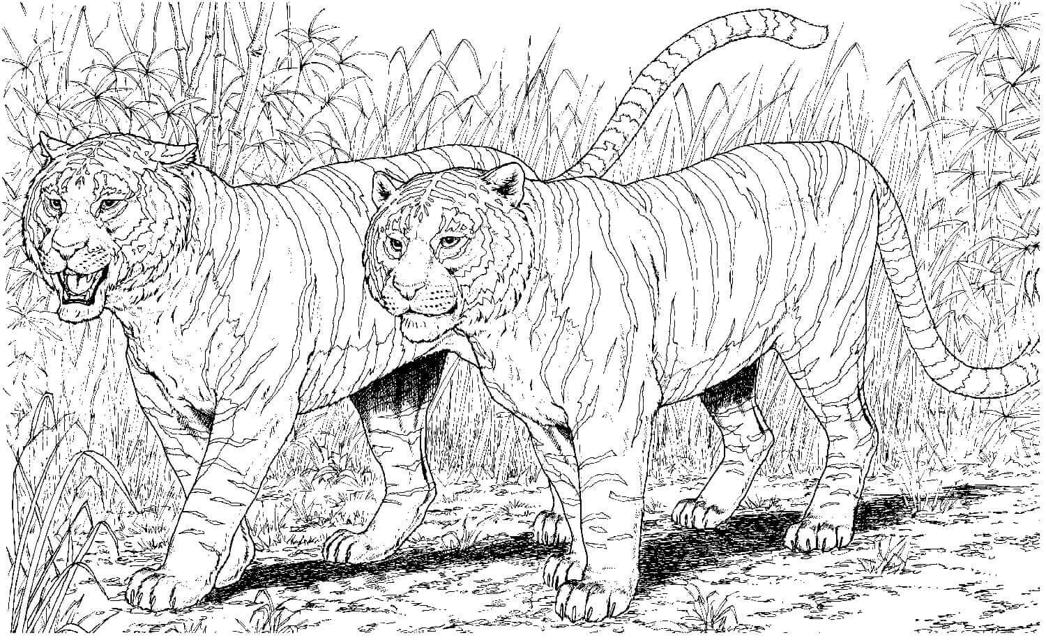 Desenho de Tigre para imprimir