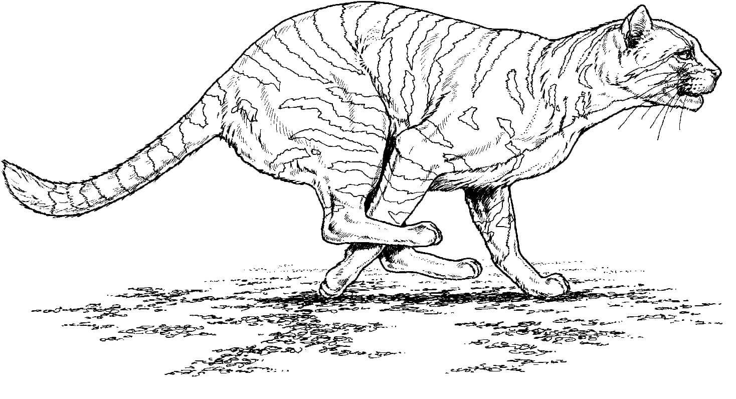 Desenho de Tigre para imprimir