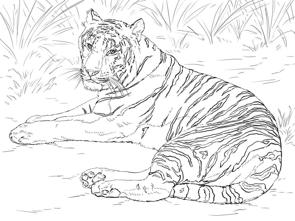 Desenho de Tigre para imprimir