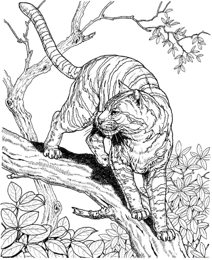 Desenho de Tigre para imprimir