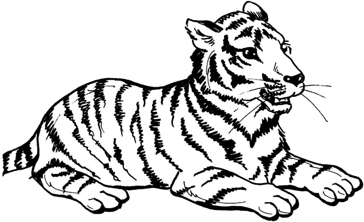 Desenho de Tigre para imprimir