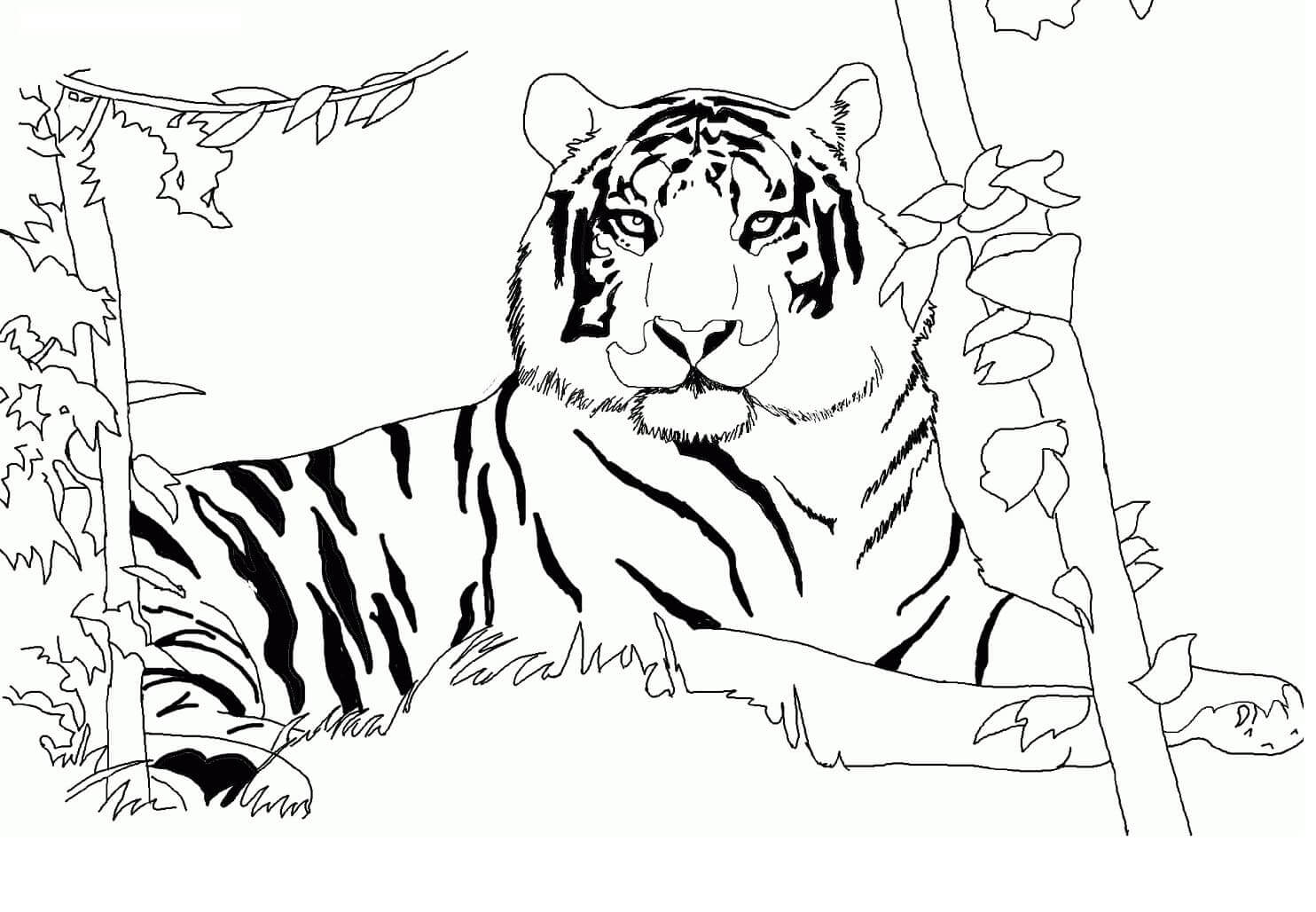 Desenho de Tigre para imprimir