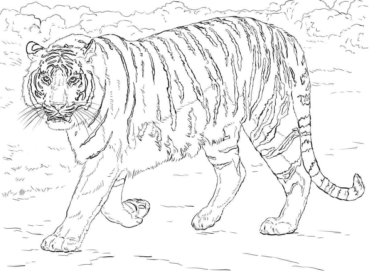 Desenho de Tigre para imprimir