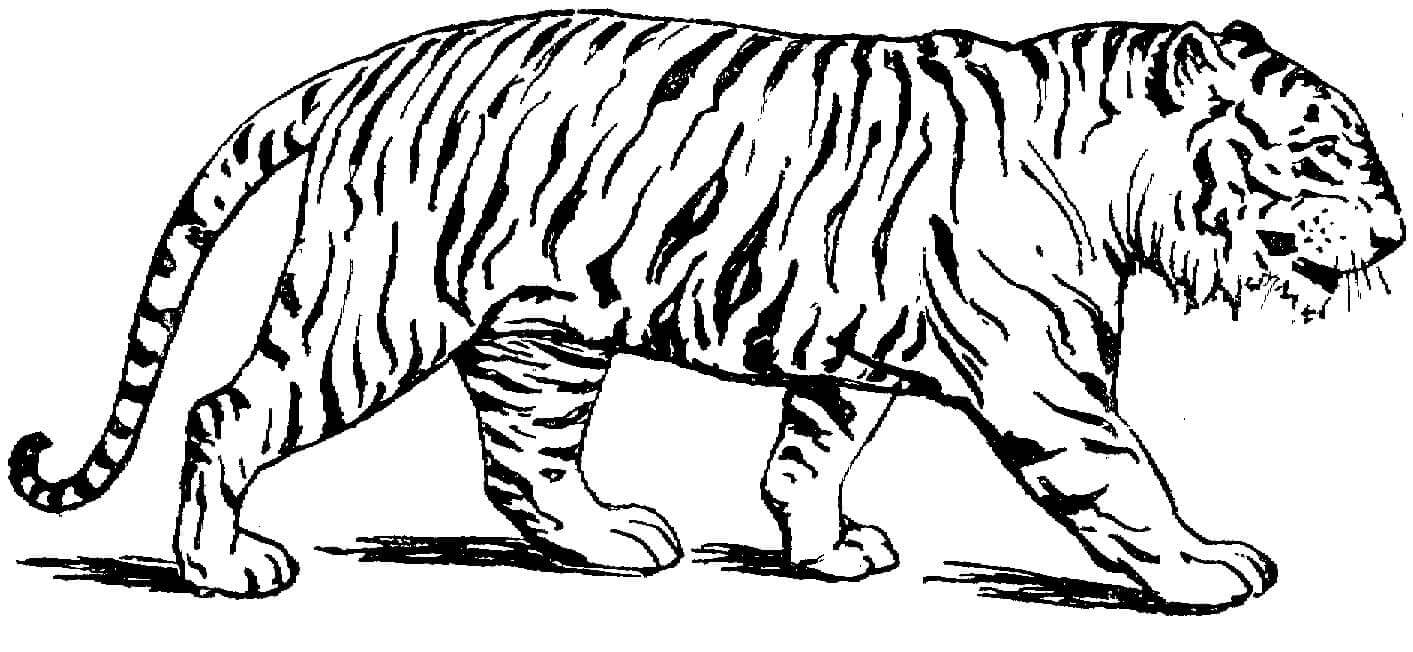 Desenho de Tigre para imprimir