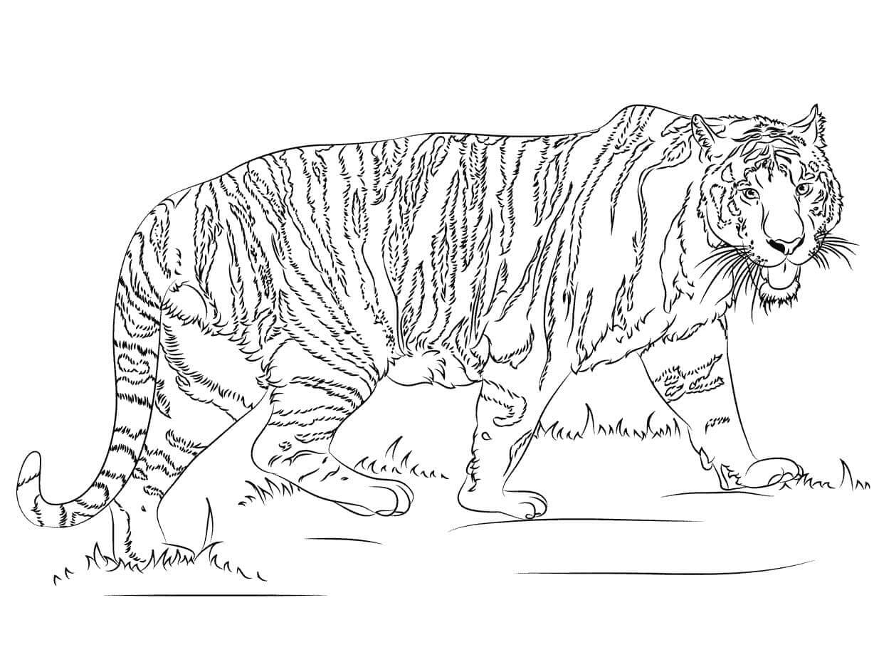 Desenho de Tigre para imprimir