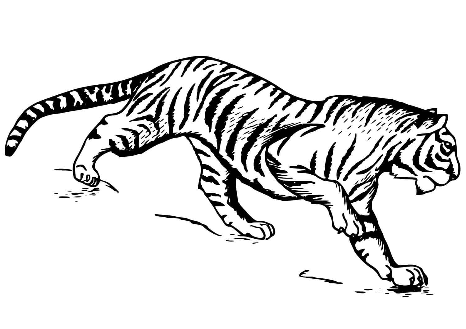 Desenho de Tigre para imprimir