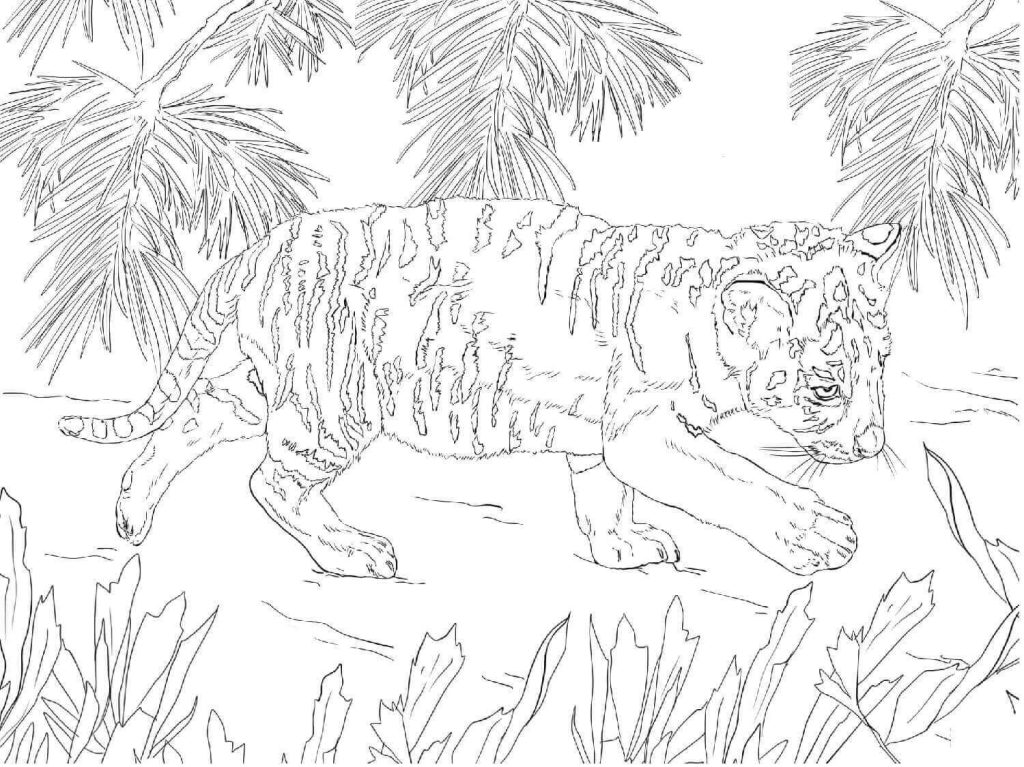 Desenho de Tigre para imprimir
