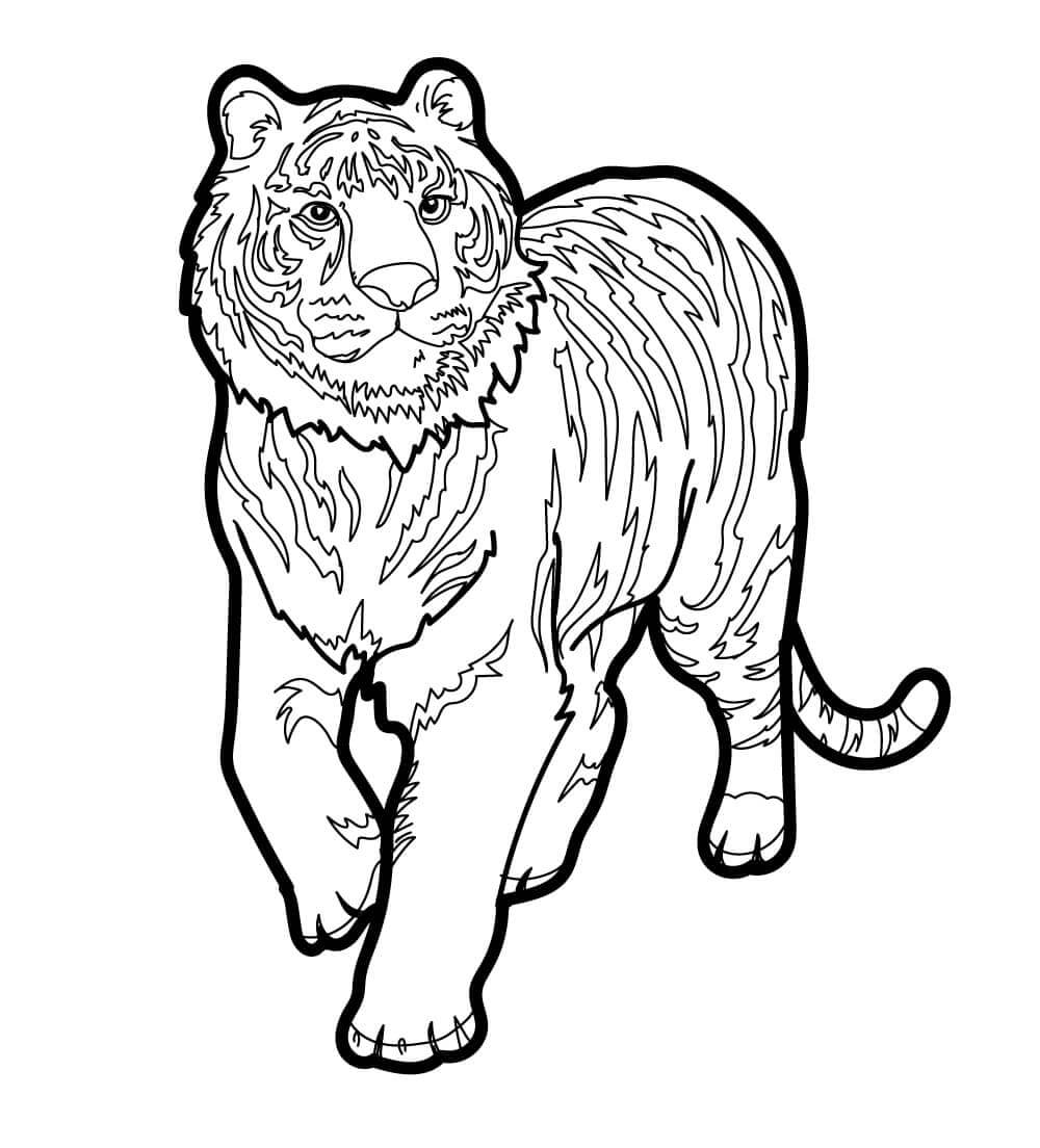 Desenho de Tigre para imprimir