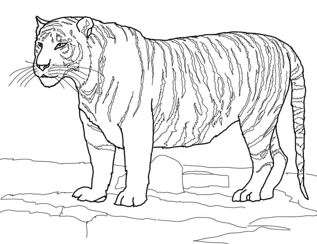 Desenho de Tigre para imprimir