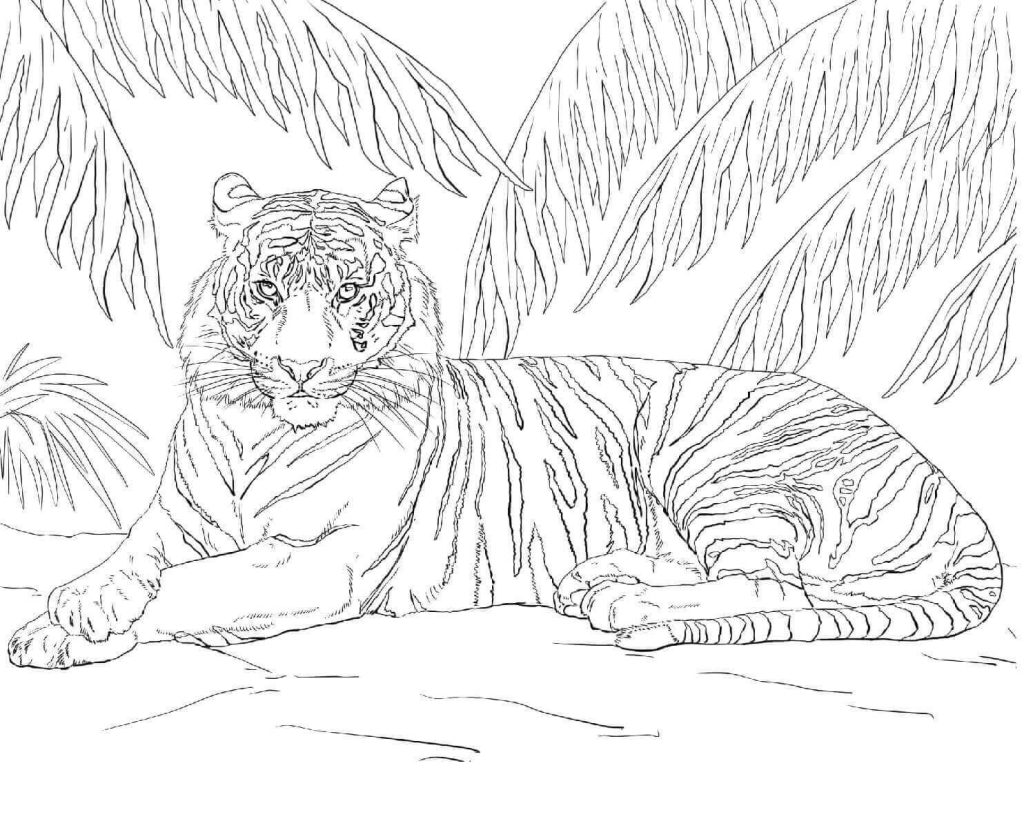 Desenho de Tigre para imprimir