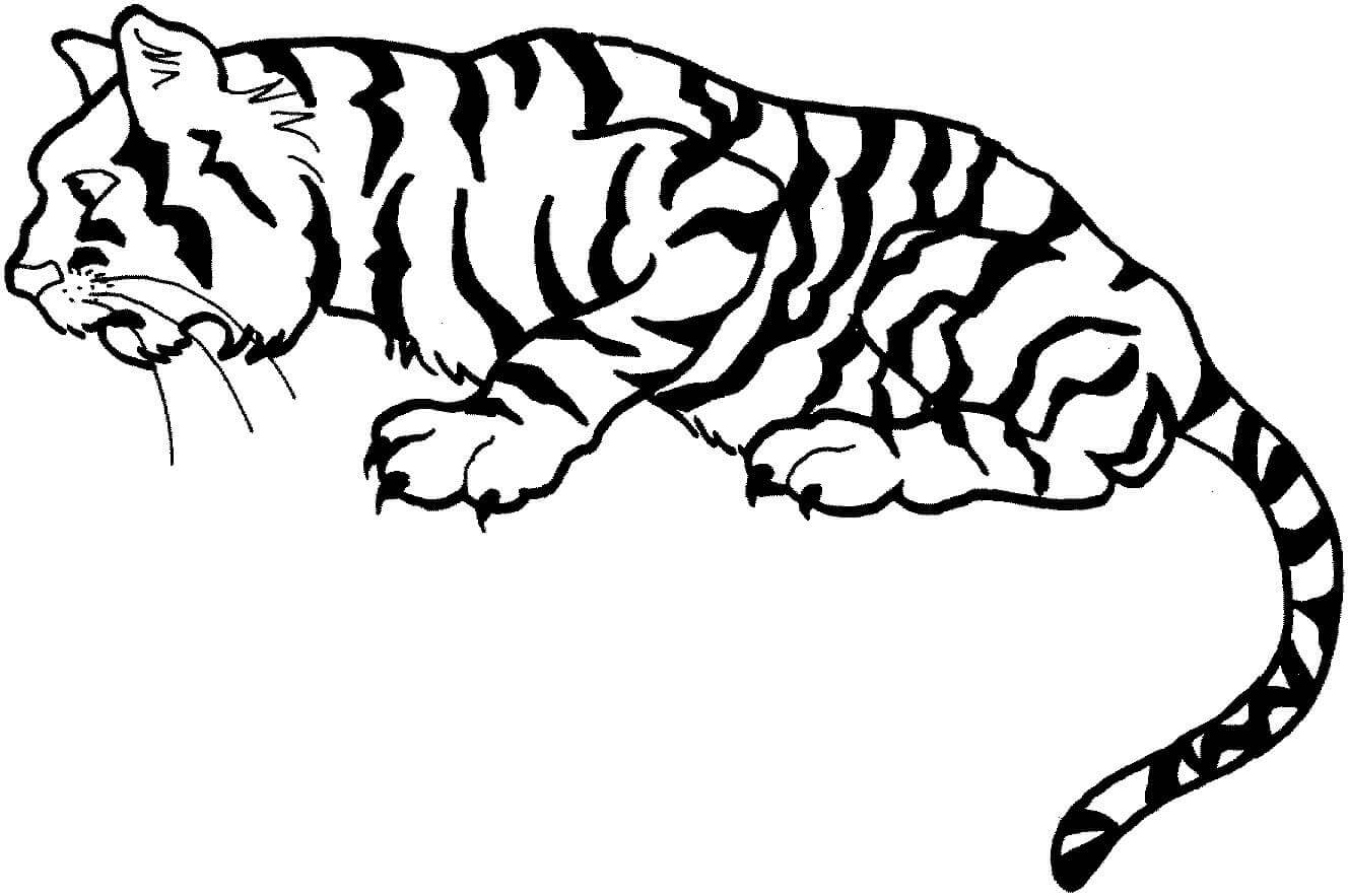 Desenho de Tigre para imprimir