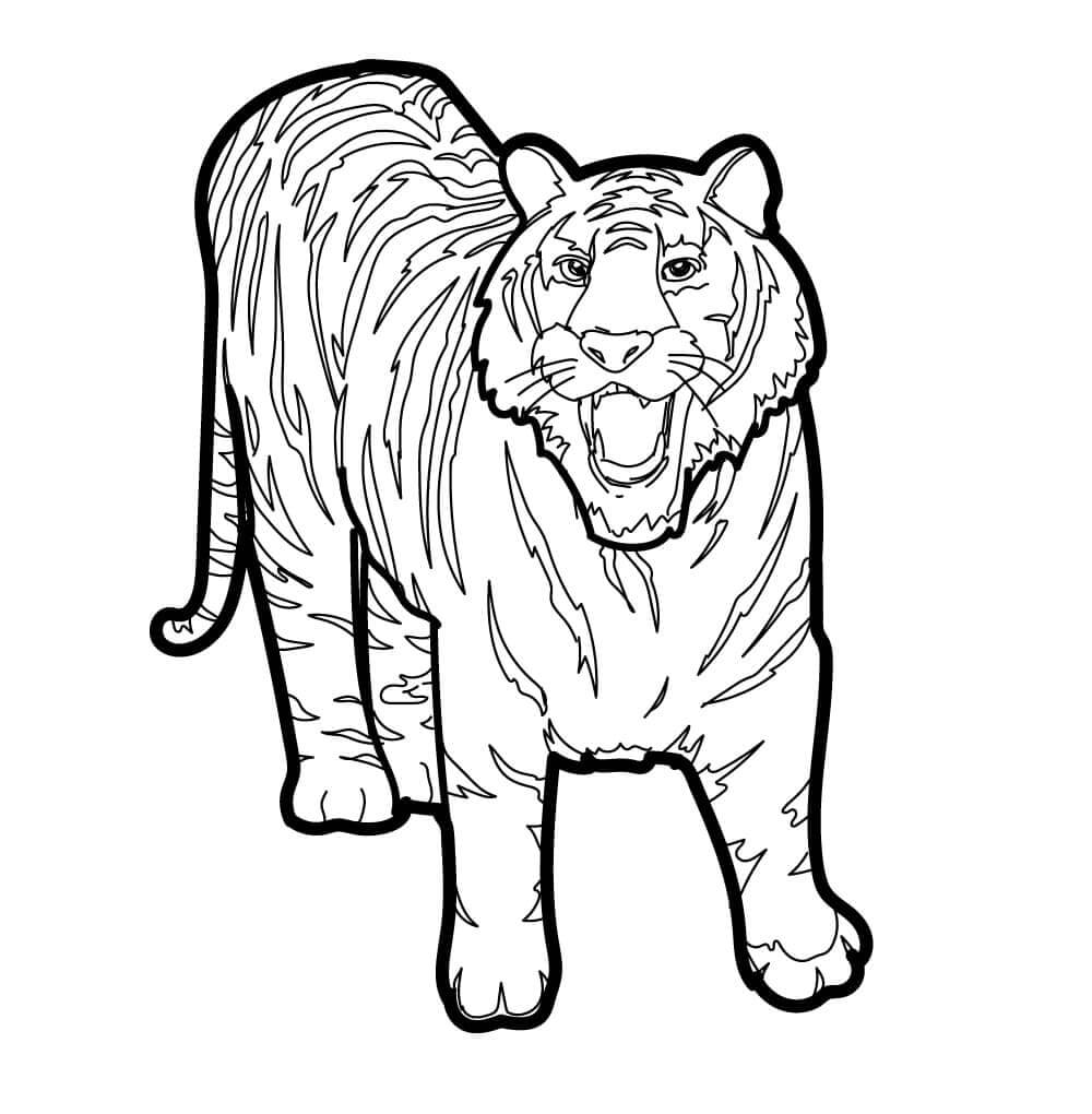 Desenho de Tigre para imprimir