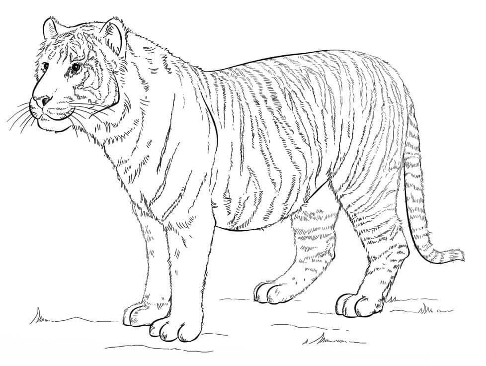 Desenho de Tigre para imprimir