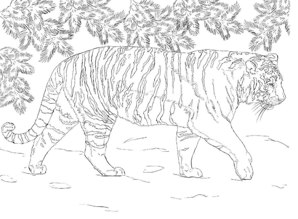 Desenho de Tigre para imprimir