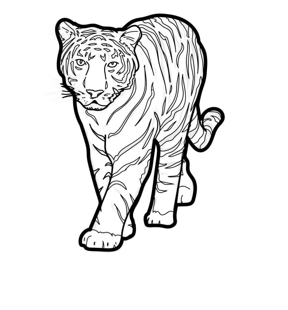Desenho de Tigre para imprimir