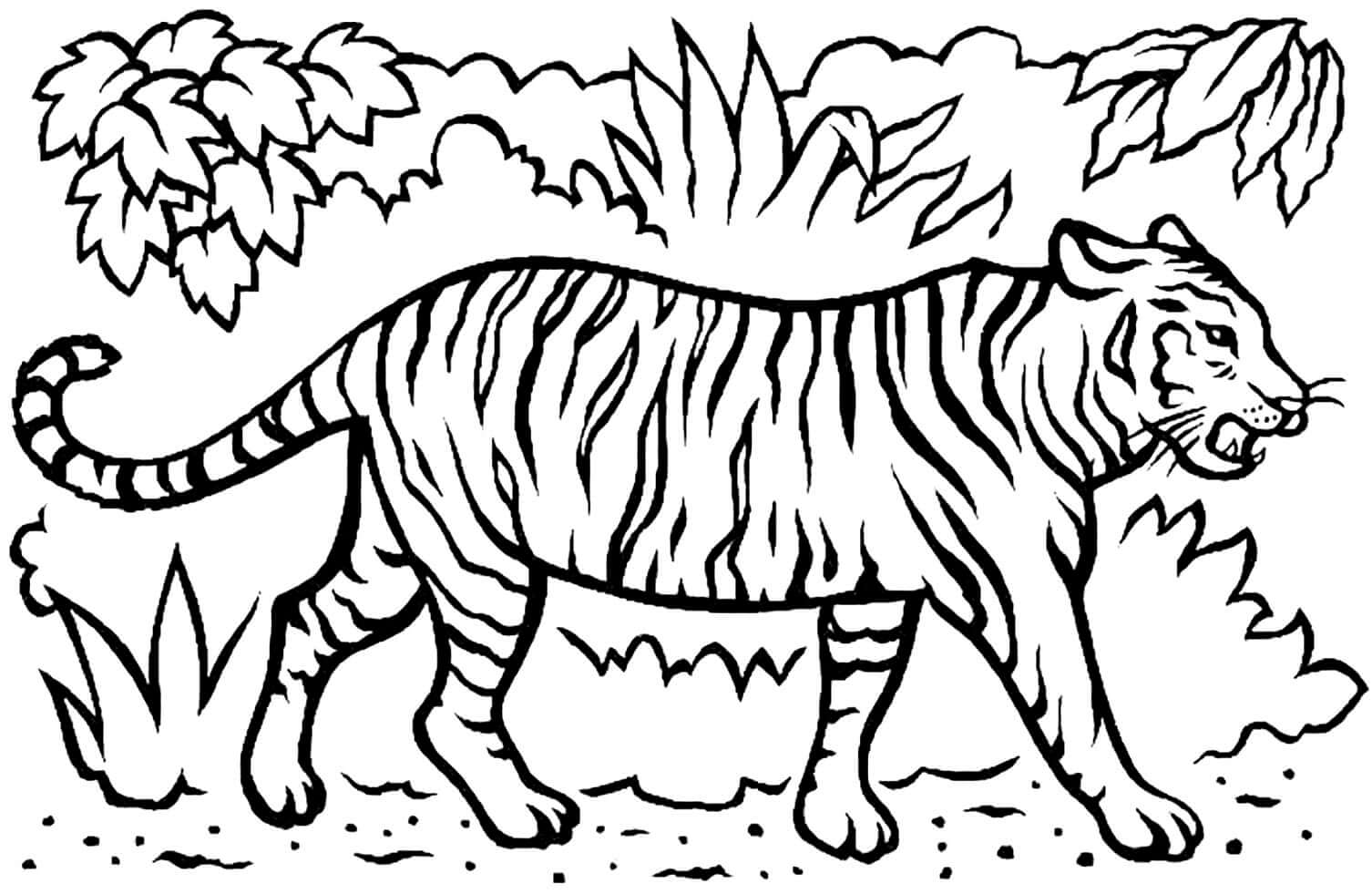 Desenho de Tigre para imprimir