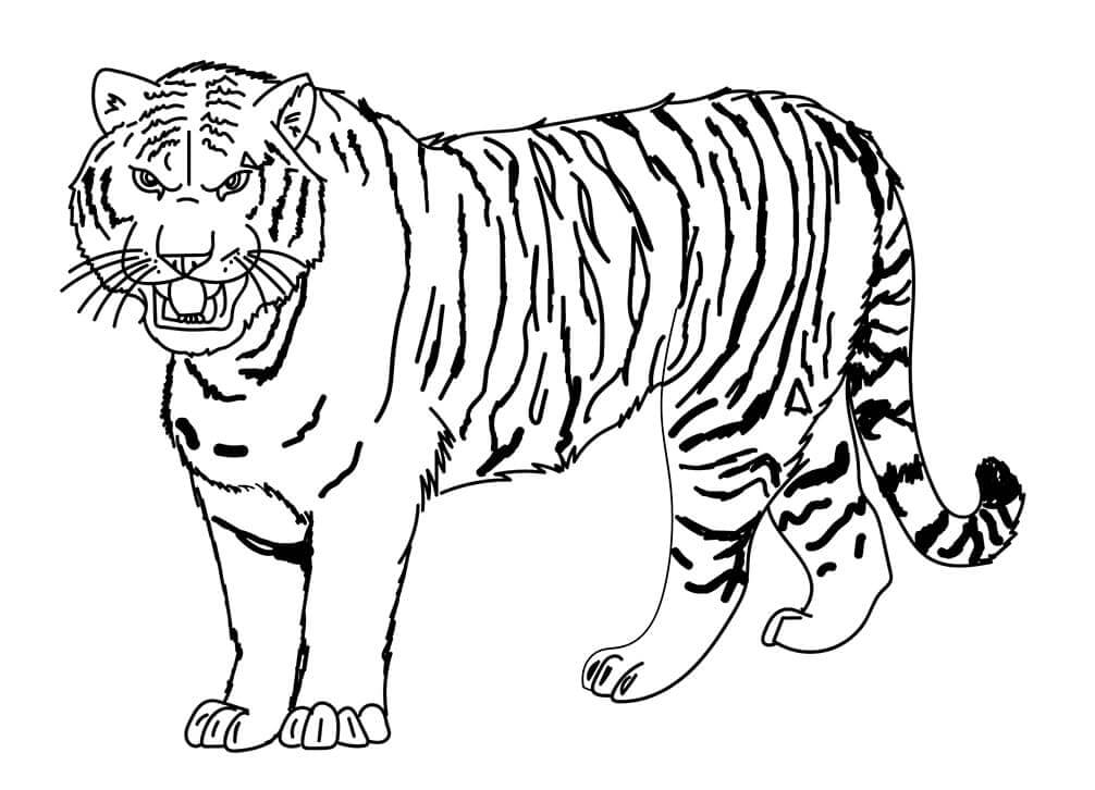 Desenho de Tigre para imprimir