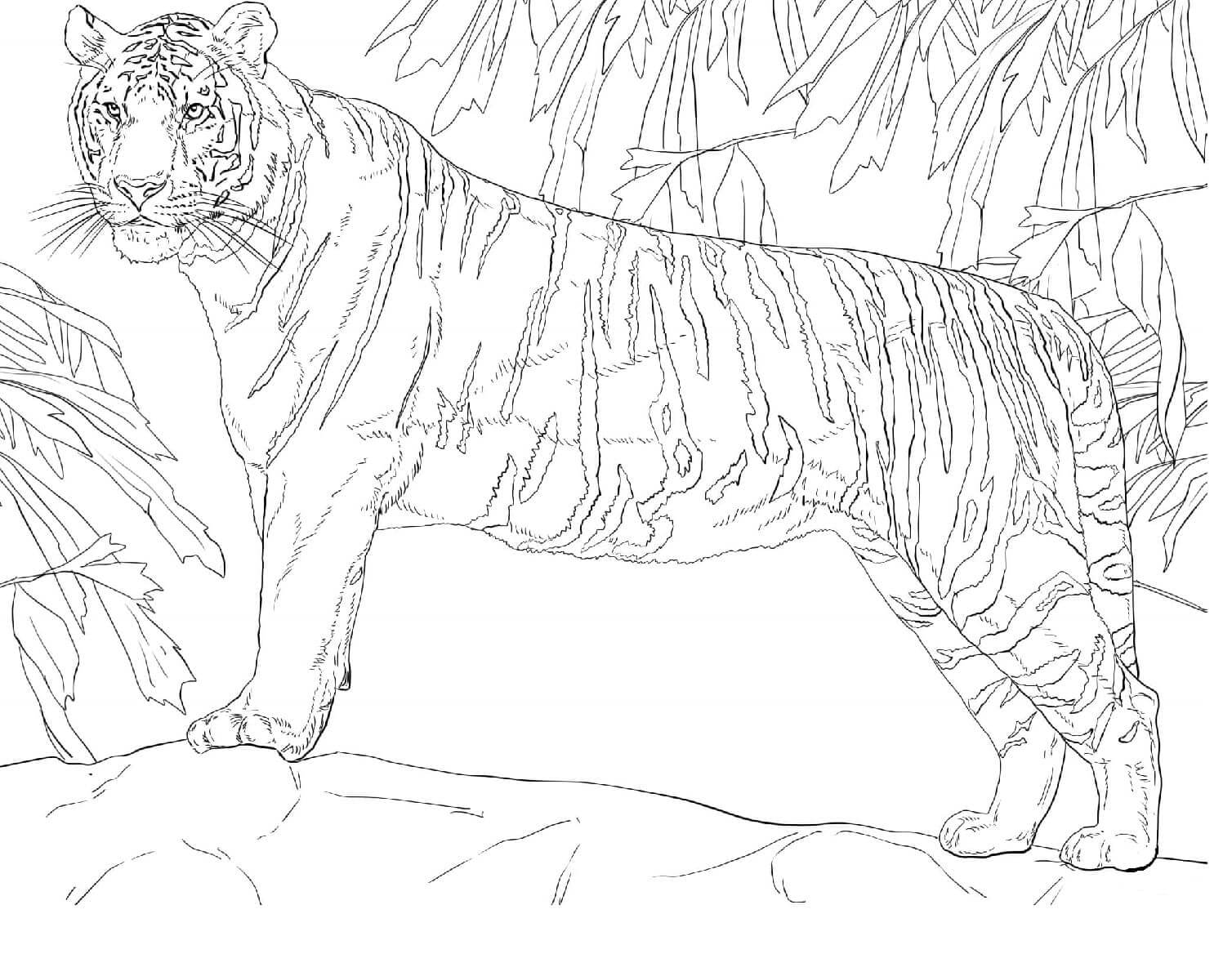 Desenho de Tigre para imprimir